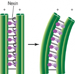 -Dupletts sind durch Nexin vernetzt
-ist Dynein aktiv, werden die Dupletts nicht verschoben sondern gebogen, da sich der Abstand nicht ändern kann