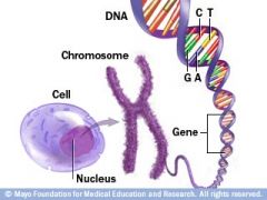 2. Chromosones contain RNA as well as DNA and proteins