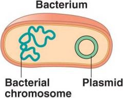 2. Plasmids and Chromosones do some of the same things but are found in different places