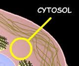 2. The cytosol is more complex than originally thought