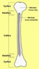 Cuello del femur: 

arteria y vena circunfleja

Diafisis del femur:

Nervio glural

Cabeza del femur: ligamento redondo

Entre los condilos:

Arteria y vena poplitea y nervio tibial