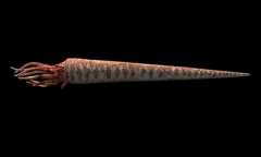 appear in Late Cambrian-Silurian


Lasted to late Triassic 