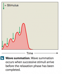 When a second stimulus arrives before the relaxation phase has ended, a second, more powerful contraction occurs. The addition of one twitch to another in this way in the summation of twitches.