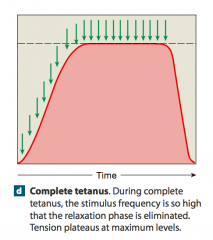 When a higher stimulation frequency eliminates the relaxation phase, complete tetanus occurs. Action potentials arrive so rapidly that the SR does not have time to reclaim the Ca2+. The high Ca2+ concentration in the cytosol prolongs the contract...