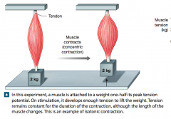 In concentric contraction, the muscle tension exceeds the load and the muscle shortens.