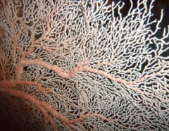 Sea fans


- poorly known as fossils (probably because they're so delicate)


- Flat fan on anastomizing branches 