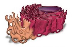 2. The part of the ER that contains ribosomes is called the rough ER