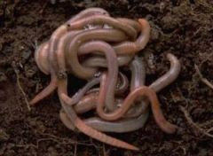 •	Worms with segmented bodies (earthworms).