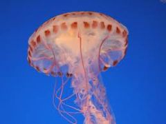 •	Radial symmetry
•	tentacles
•	polyp/medusa