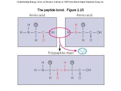 - Are formed by a DEHYDRATION reaction (in the amino backbone) between the C-terminal of the first peptide, and the N-terminal of the second peptide; called a SWUBSTITUTED AMIDE LINKAGE.

- ALL PEPTIDE BONDS ARE IN THE PLANAR TRANS-CONFIGURATION.