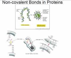 - Weak non-covalent interactions will hold the protein in its functional shape – these are weak and will take many to hold the shape.

- The peptide bond (covalent) allows for rotation around it and therefore the protein can fold and orient th...
