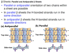 - Beta conformation: the backbone of the polypeptide chain is extended into a zigzag rather than a helical structure.

- Beta sheet: The arrangement of several segments side-by-side, all of which are in the beta-conformation.

- Hydrogen bonds...