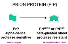 - Prions are hypothesized to infect and propagate by refolding abnormally into a structure which is able to convert normal molecules of the protein into the abnormally structured form. 	

- All known prions induce the formation of an amyloid fol...