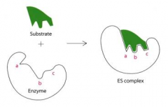 - A mechanism where the enzyme itself usually undergoes a change in conformation when the substrate binds, induced by multiple  weak interactions with the substrate; it permits tighter binding.

- The motions can effect a small part of the enzym...