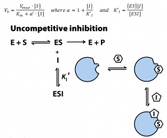 - One-substrate enzymes, but are in practice observed only with enzymes having two or more substrates.

- Binds at a site distinct from the substrate active site and, unlike a competitive inhibitor, binds ONLY to the ES complex.

- At high con...