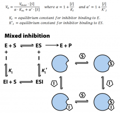 - Binds at a site distinct from the substrate active site, but it binds to either E or ES.

- A mixed inhibitor usually affects both Km and Vmax.