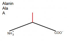 The amino acid backbone
