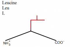 Two L's; one connected with the amino acid backbone, and one with the "foot" following the first L.
