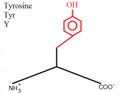 Phenylalanine + Para-OH