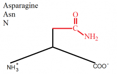 Apsparagine (N) come before Glutamine (Q), therefore there is ONE C before the double bonded C