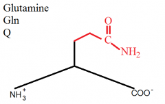 Glutamine (Q) comes after Asparagine (N) therefore there are TWO C's before the double bonded C