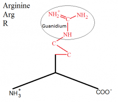 A = C-atom
R = C-atom
G = Guanidium group
2 C's before the Guanidium group