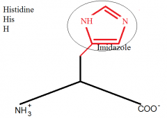 H
I = imidazole group
S
Imidazone group + alanine