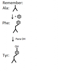 Alanine + phenyl-group = phenylALANINE
Phenylalanine + para OH = Tyrosine
