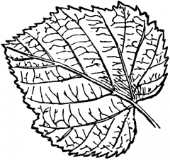 Name three identifying characteristics about this
leaf sample. (Shape, margin , venation)