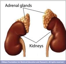 Originates in the:
  Adrenal gland
  Sympathetic ganglion chain
In the:
  Retroperitoneum
  Mediastinum