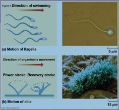 They are called cilia and flagella.

 They differ in their beating patterns