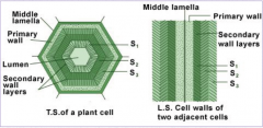 1. Primary cell wall - Relatively thin and flexible
2. Secondary cell wall - Between the plasma membrane and the primary cell wall
3. Middle lamella - Thin layer between primary walls and adjacent cells.