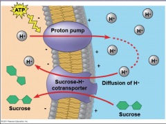 Cotransport

Plants use the gradient of H ions generated by proton pumps to drive the transport of nutrients into the cell.