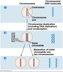 They are called sister chromatids.

Each chromatid has the genetic information required to be a chromosome, and will become it upon separation.