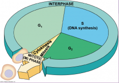 G1 (First gap)
S    (Synthesis, of DNA)
G2  (Second gap)
