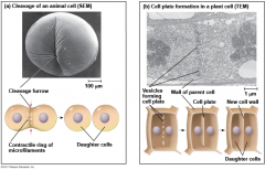 Animal cell: Cleavage furrow forms and daughter cells pinch off
Plant cells: Cell plate forms in the center of the cell and grows outwardly.

"To cleave" is to separate. 
A furrow is a deep wrinkle like those on some people's foreheads.