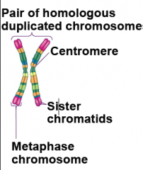 3. Homologous chromosomes

   ) (    Each of the ) are individual chromosomes. Each contain information for the same function but have different details.