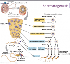 2. Primary spermatocytes