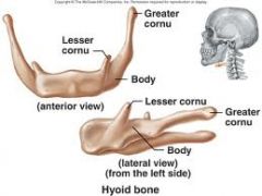 hyoid bone