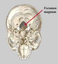 foramen magnum
