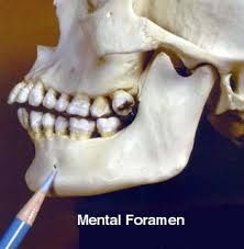 mental foramen