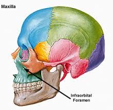 infraorbital foramen
