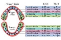 central incisor