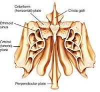 ethmoid bone