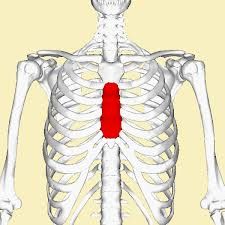 body of the sternum