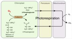 Die Photorespiration kann im Zuge der Kohlenstoffdioxidfixierung im Calvin-Zyklus während der Photosynthese auftreten. Normalerweise nutzt das beteiligte Schlüsselenzym RuBisCO Kohlenstoffdioxid, alternativ akzeptiert es aber auch Sauerstoff. Da...