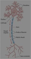 Myelinated axons= white matter

Unmyelinated axons: Grey matter
