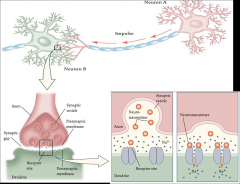 Where one neuron meets another. Transmission of an action potential along one neuron may cause the next neuron to fire (excitation) or it may inhibit firing (inhibition). Governed by the release of neurotransmitters.