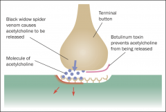 Stimulate terminal buttons to release neurotransmitters continuously even when axon is not firing. 

Venom of Black widow spider: Acetylcholine agonist -releases lots of acetylcholine. Exhausts victims supply of acetylcholine. For small prey lea...