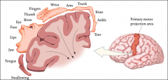Is the primary motor projection area. Mapping body surface onto the motor cortex. It is mapped upside down. The finer (or more controlled) the movement in the body the more  area it takes up in the motor cortex. 

Equal sized areas of the body d...